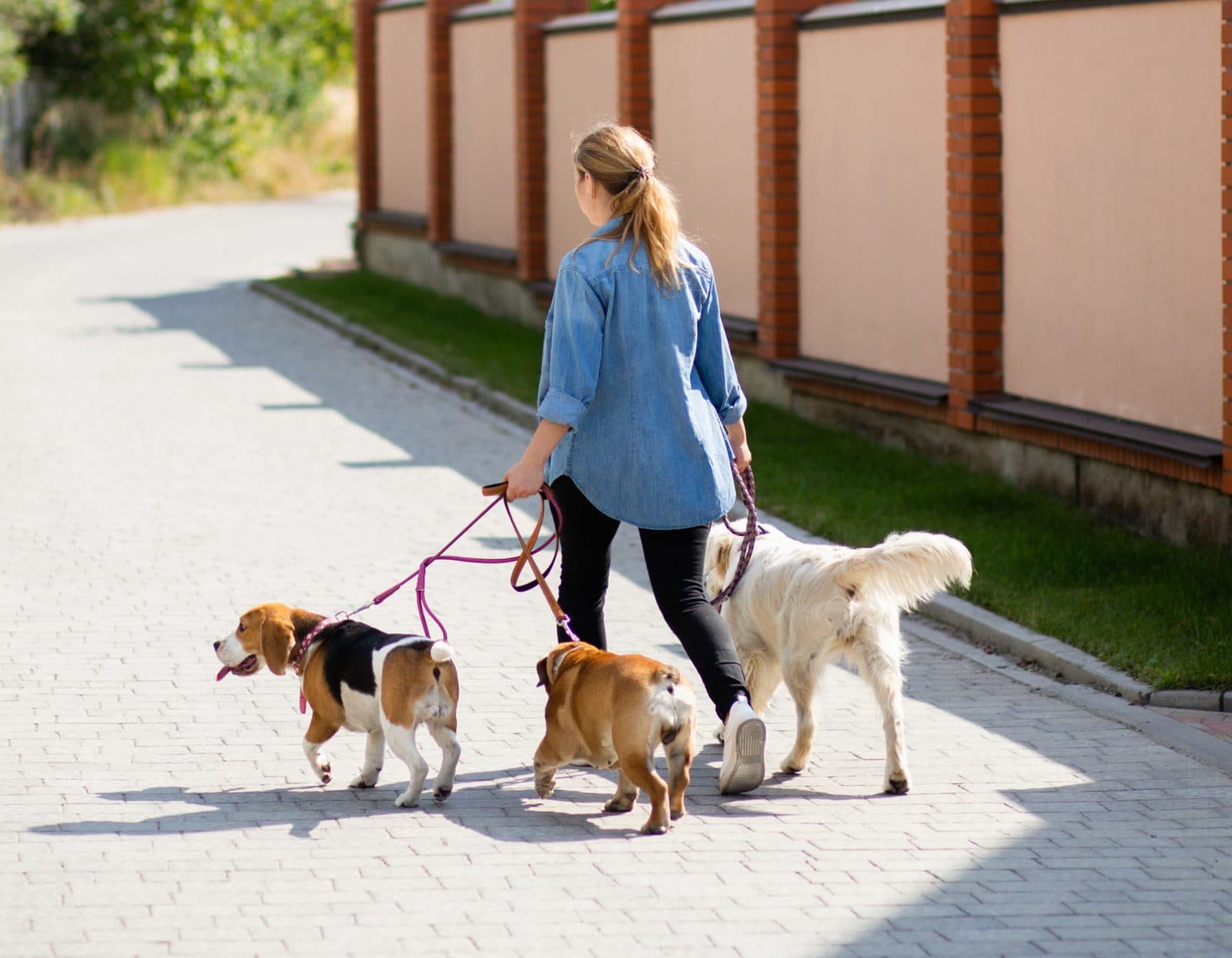 A woman walking three dogs on leads along a sunny street: a beagle, a bulldog and a golden retriever